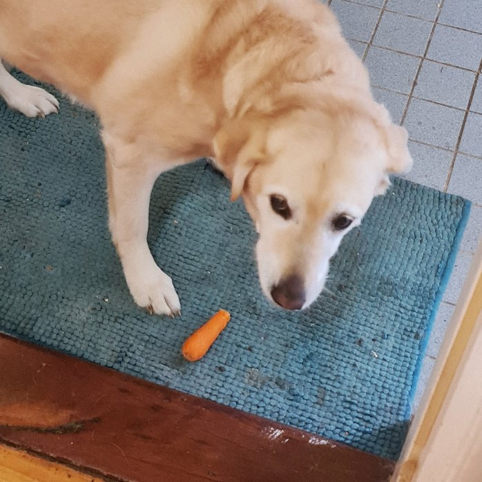 Athena has been known to sneak carrot pieces when the cook's not looking!