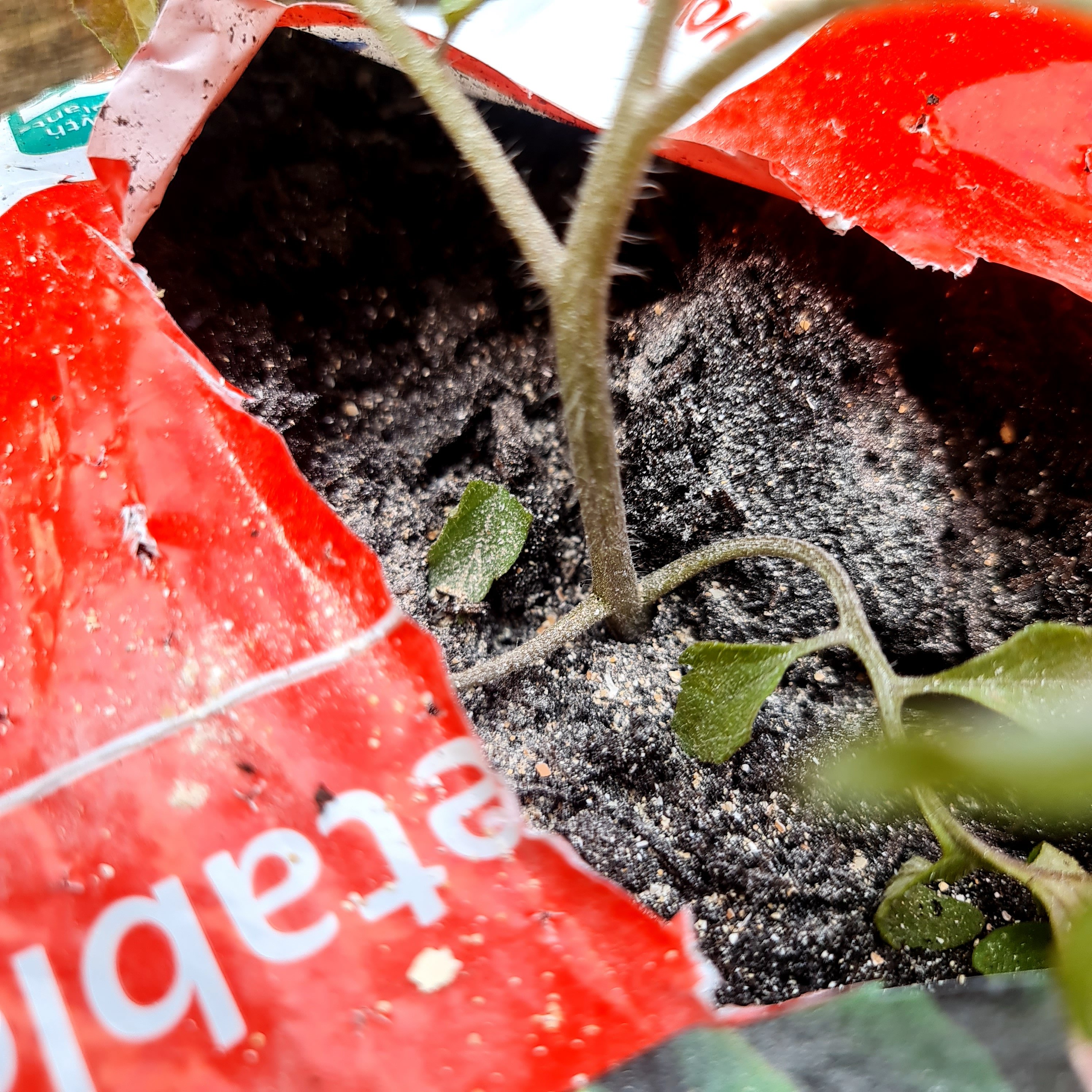 Add a little crushed eggshells.