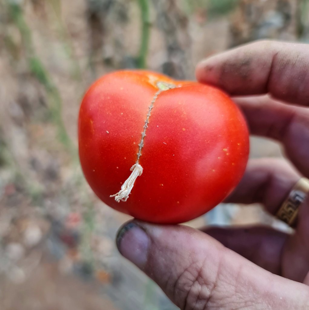 A perfect zipper with the tab (blossom) still attached.