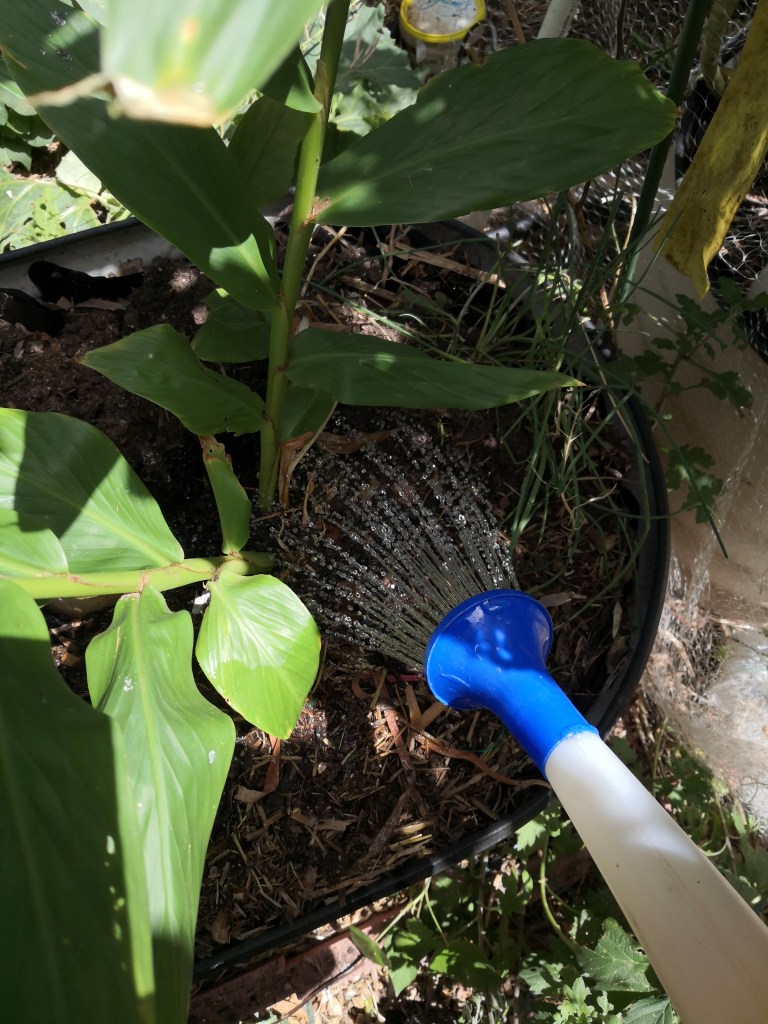 Lots of water and excellent drainage are key to successful Ginger growing.
