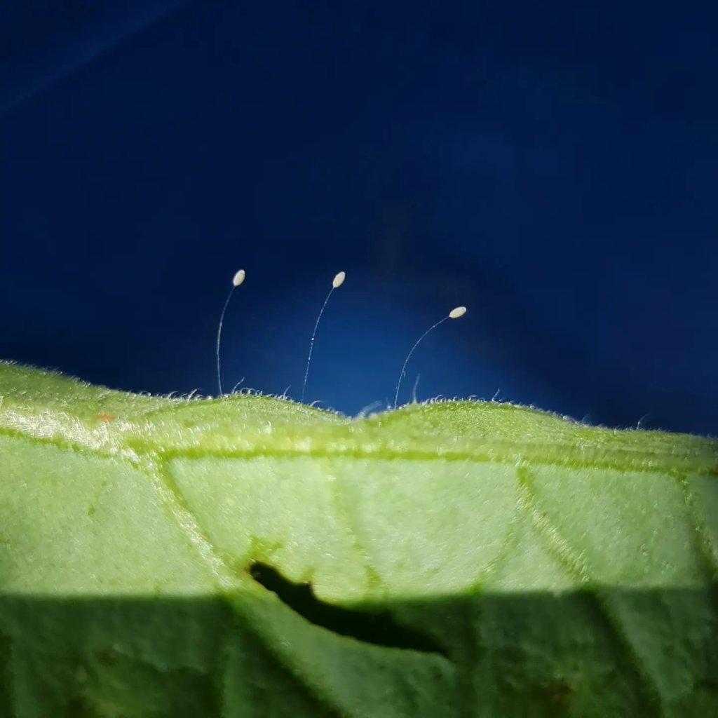 With a better background...