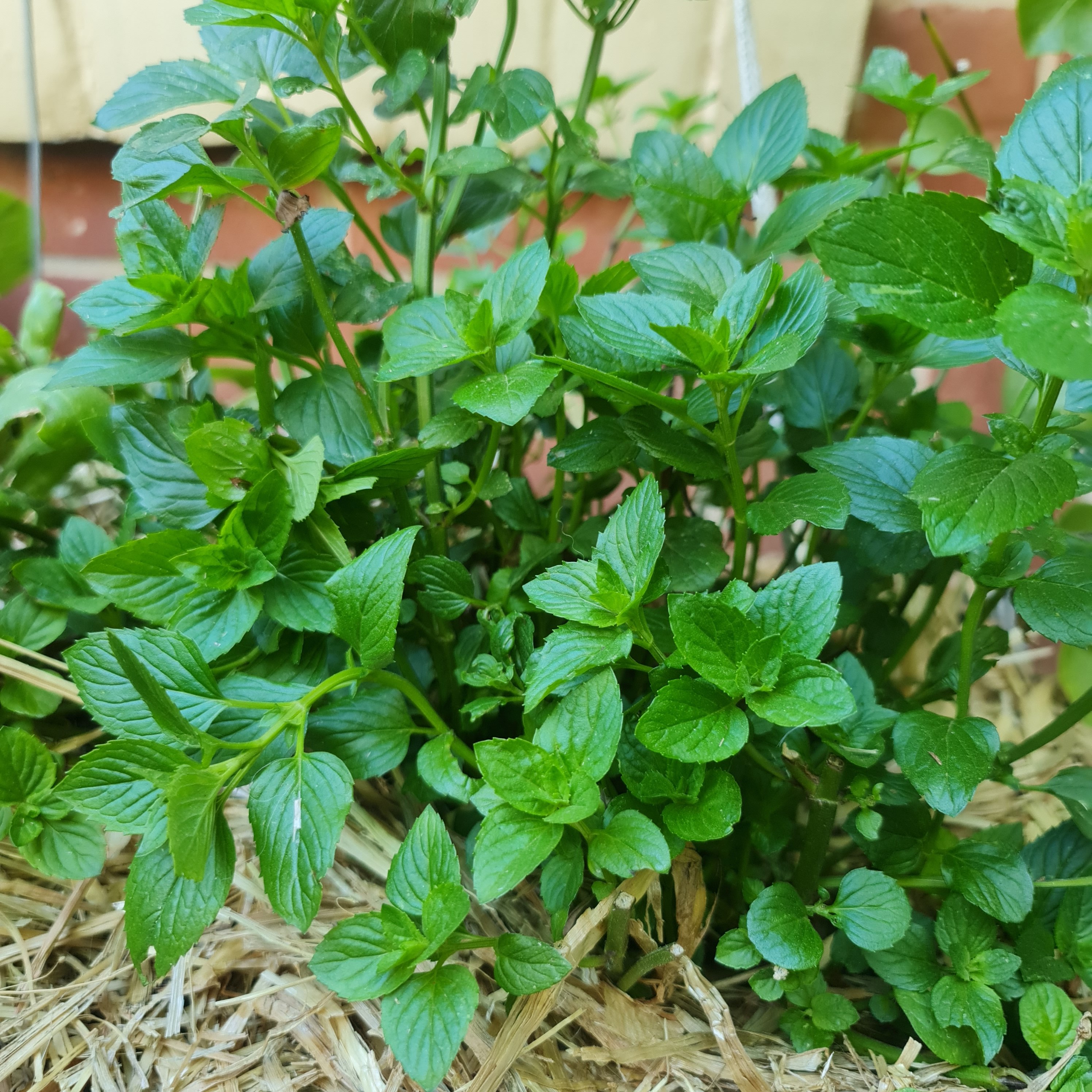 More bush for your buck