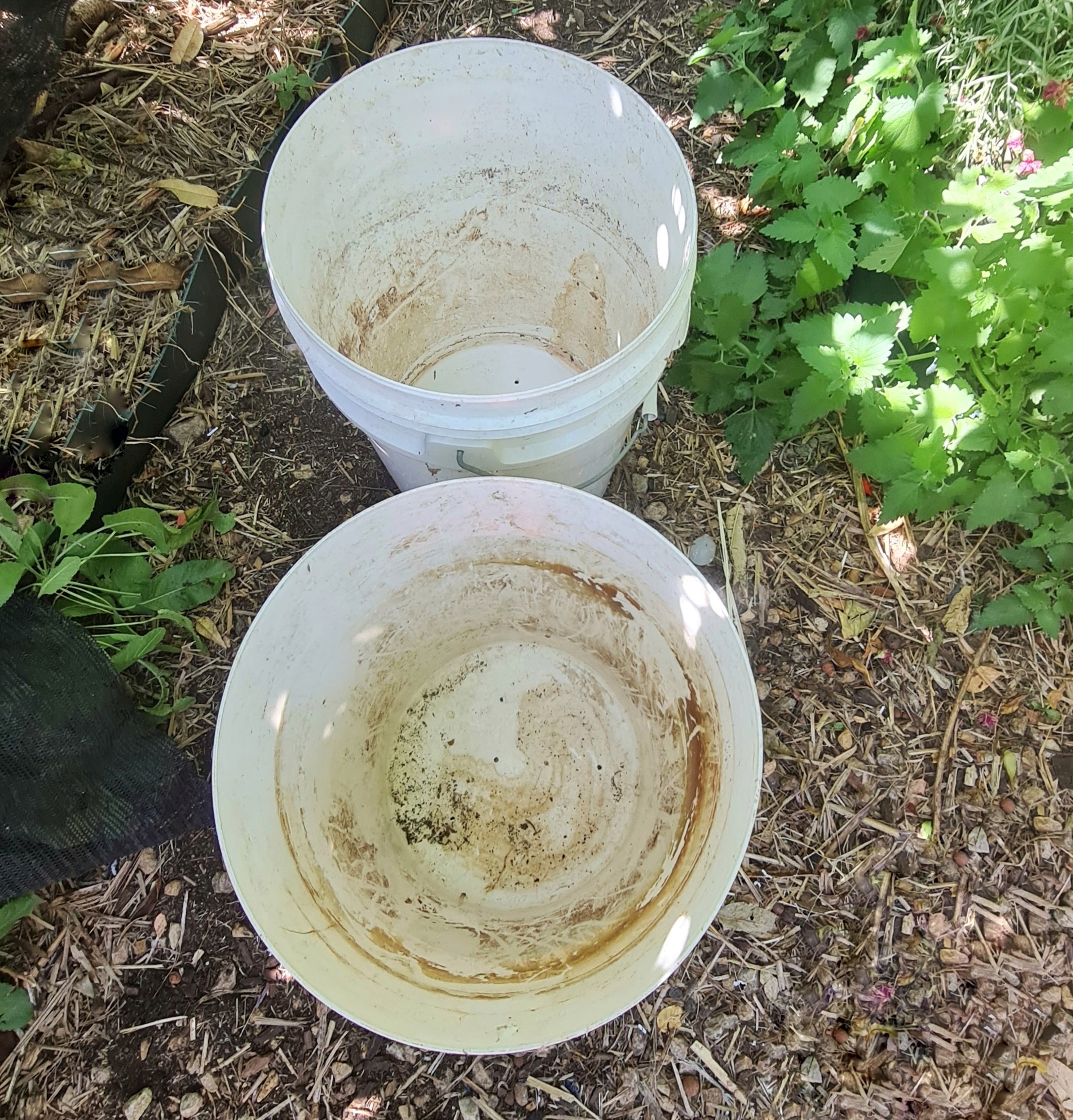 20 litre buckets with drain holes 