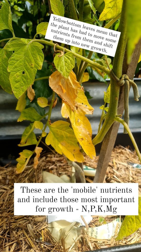Yellow leaves are signs of nutrient deficiency
