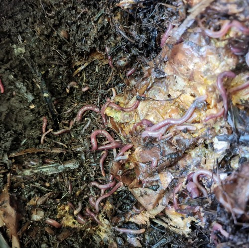 Worms come from miles around!