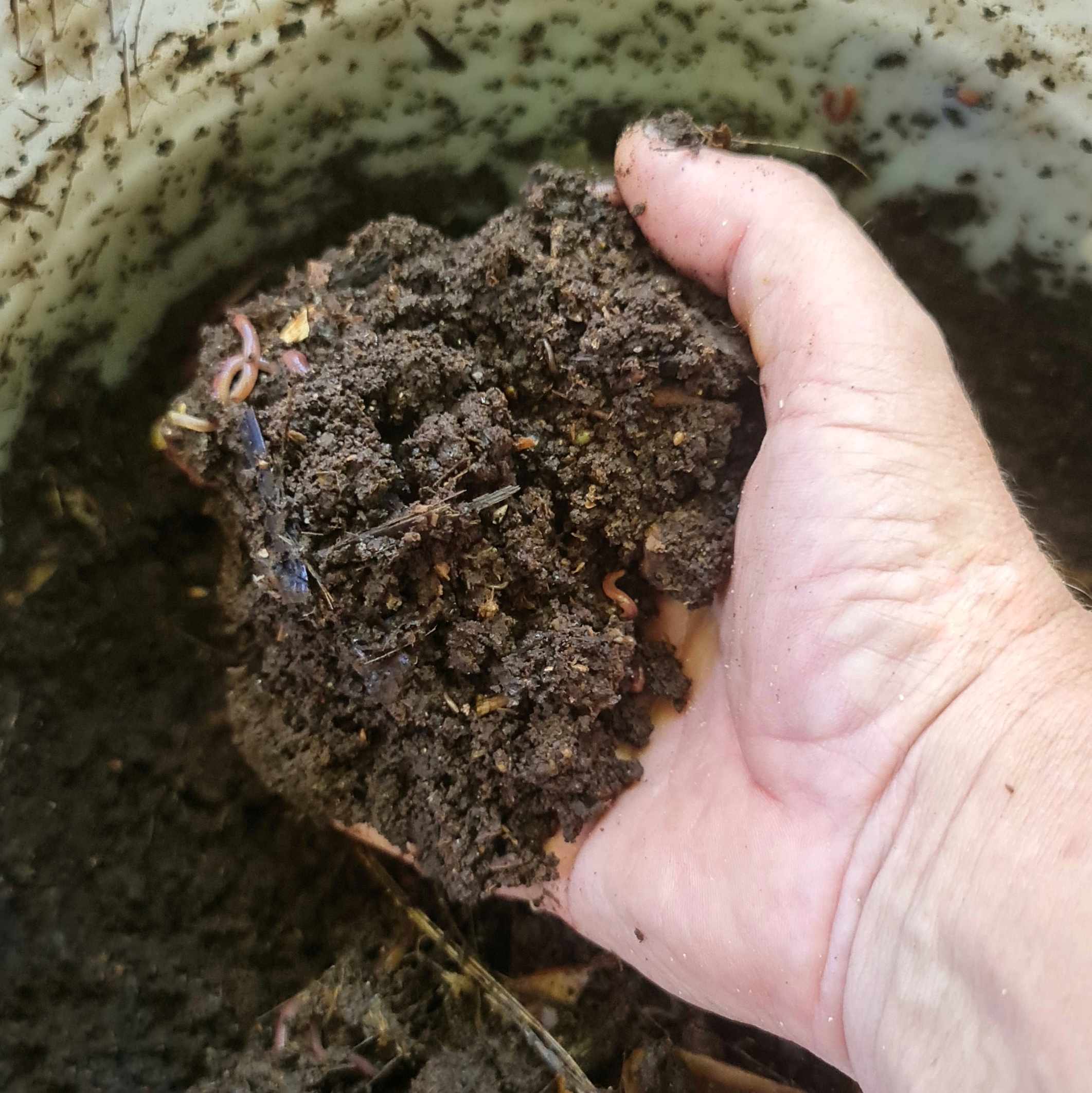 Worm castings tea