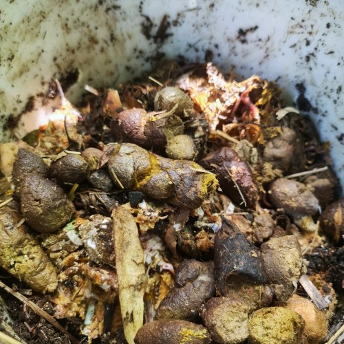 You can even put dog poo in them.