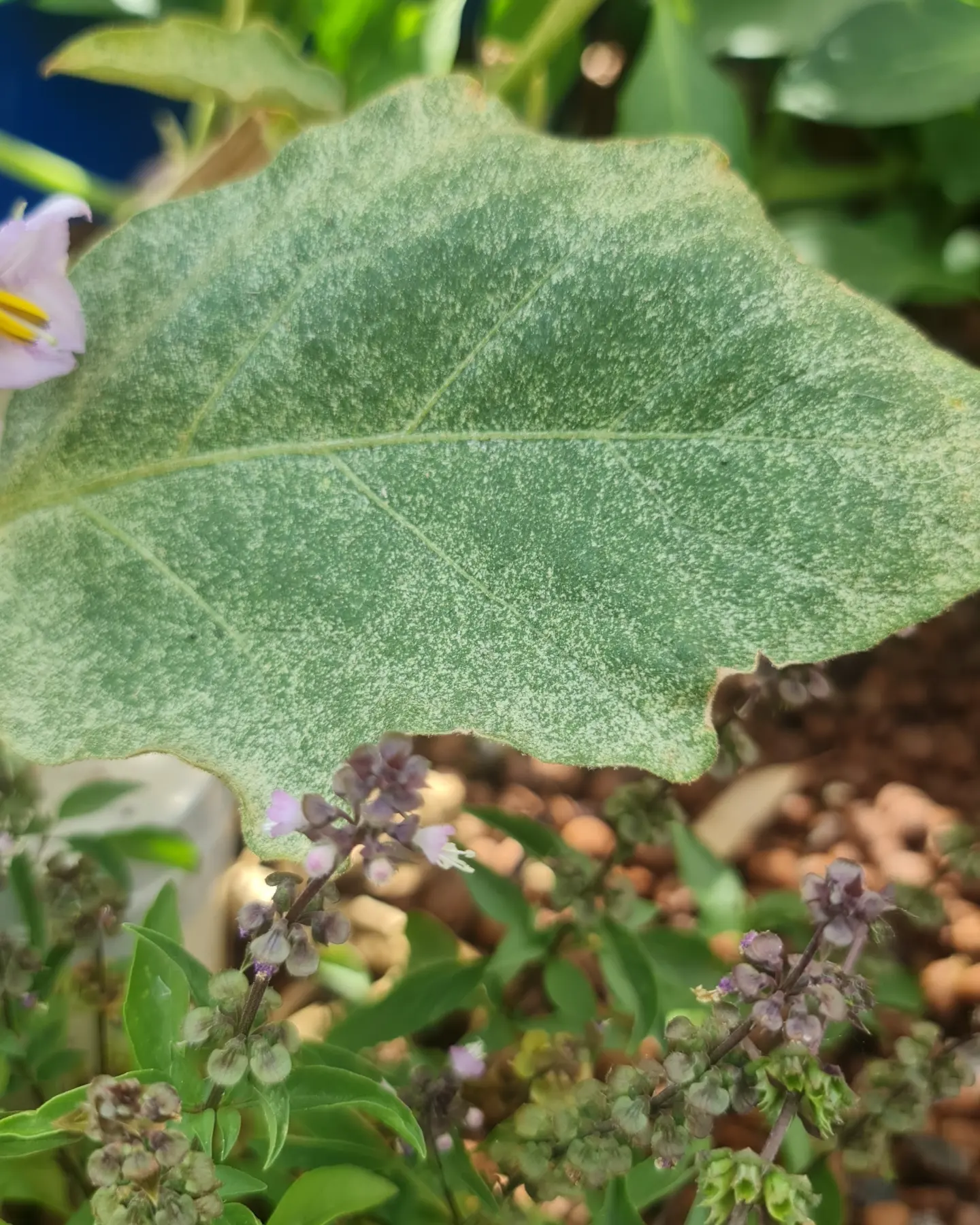 Saving our eggplants (and Tomatoes and Pepino)
