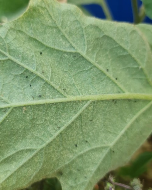 Our saviours are only tiny little things!