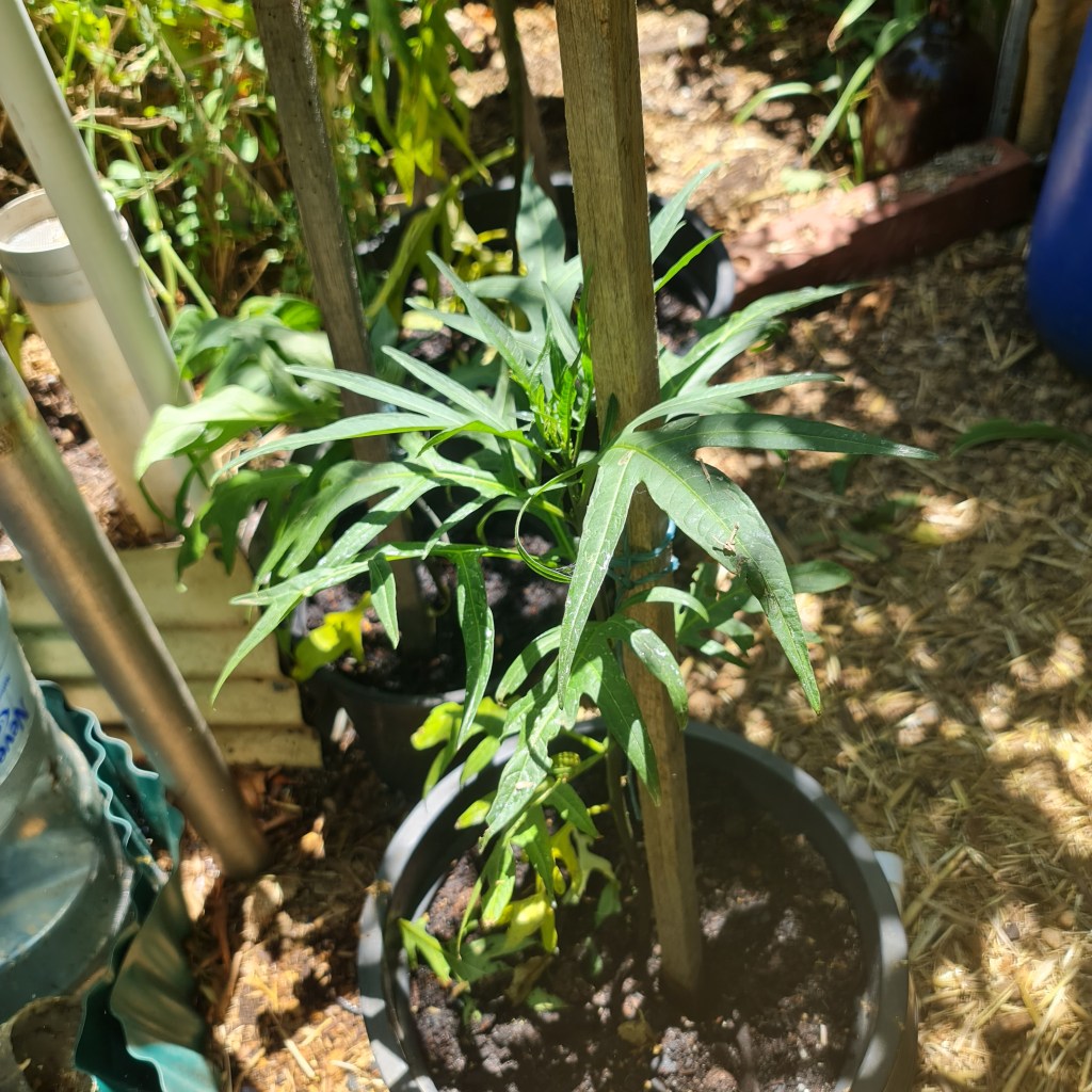 Let's see how well these fellas grow!