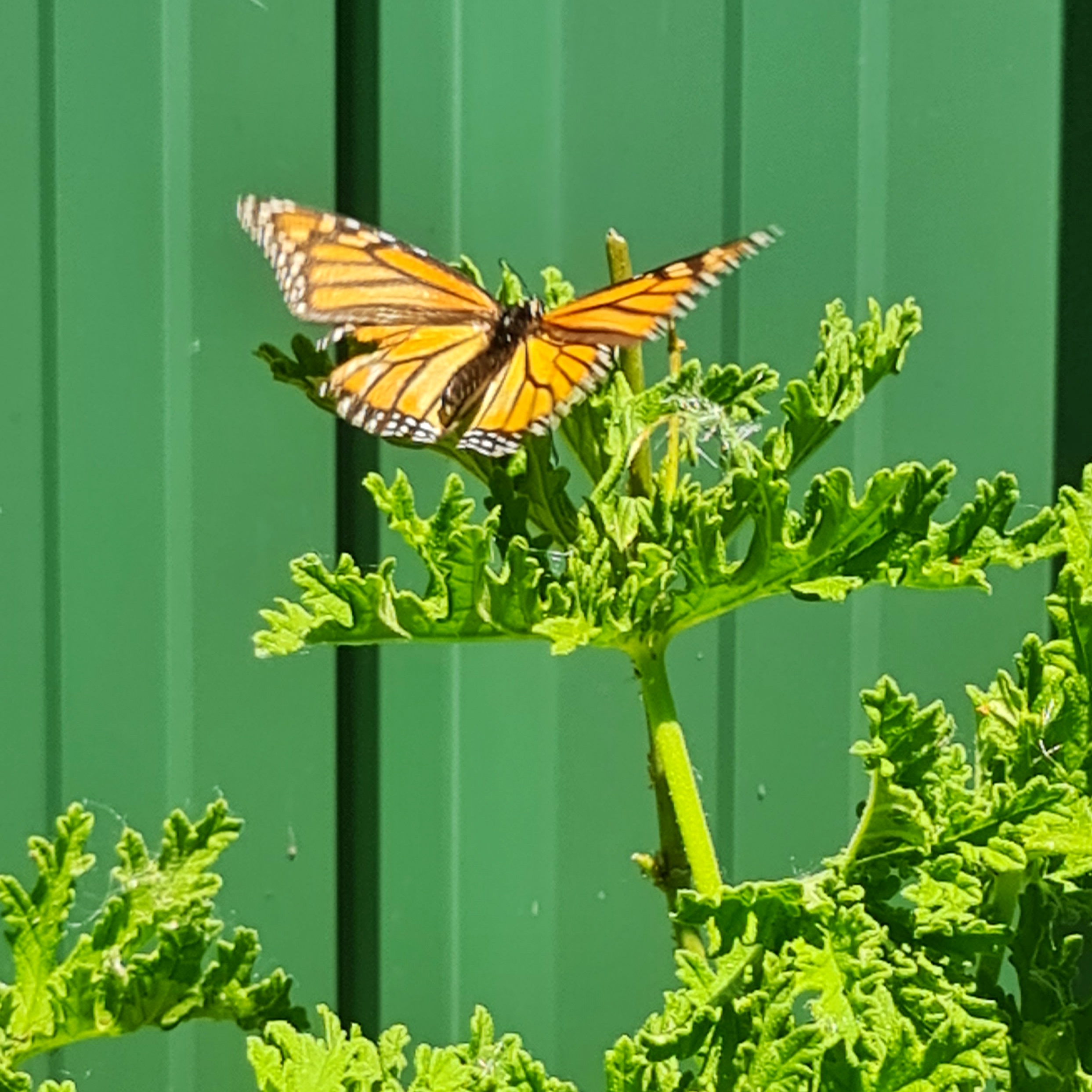 We all know that Monarchs love Milkweed.