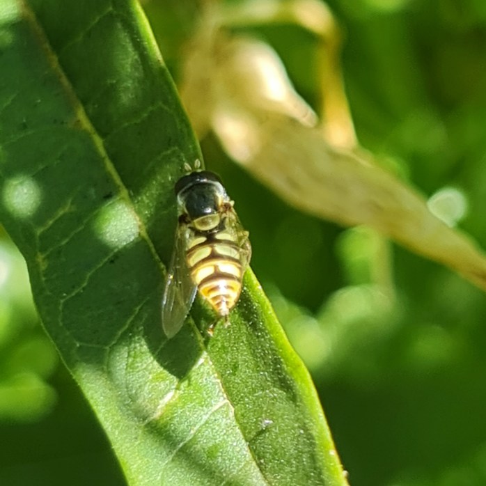 A hoverfly taking a break.