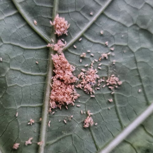 What could these tiny things be?