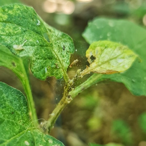 Characteristic mottling of leaves and webbing on a Blackberry Nightshade.