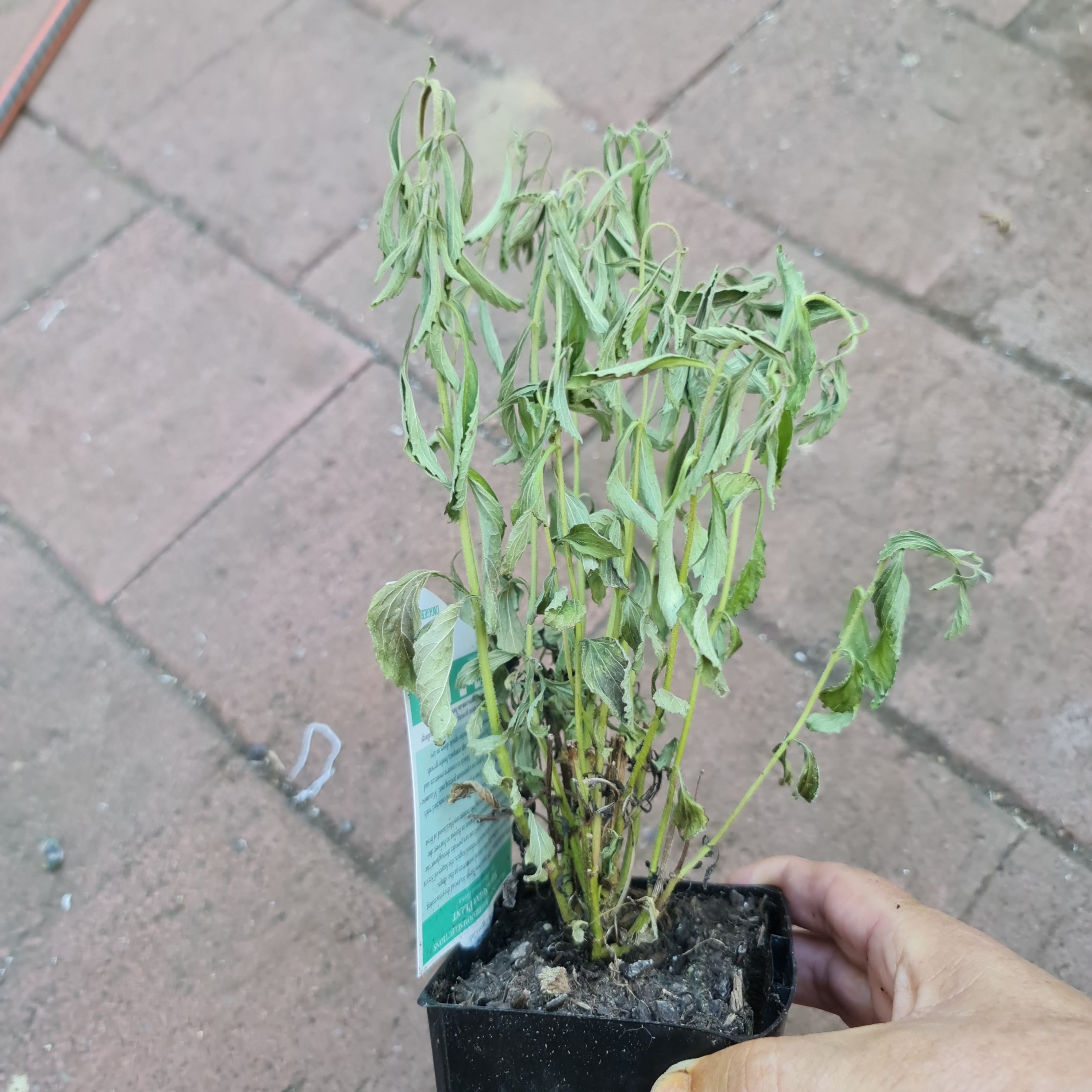 Dry seedlings? Here’s what to do.