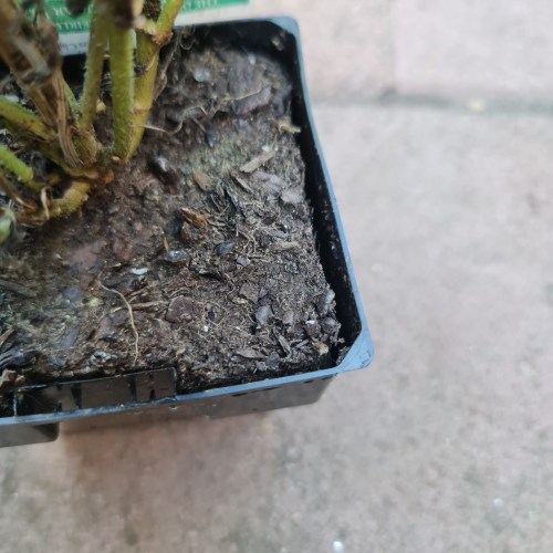 Pulling away from the sides.