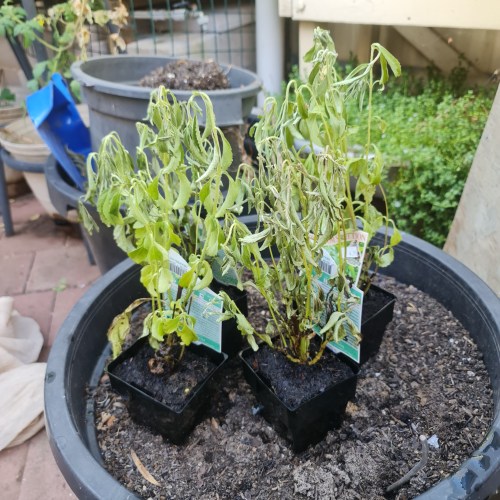 Let the plants sit somewhere shady.