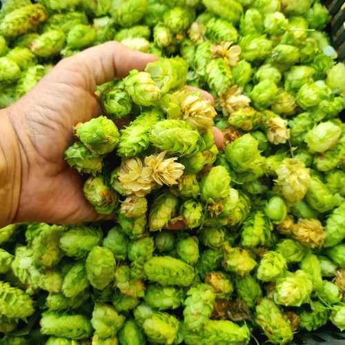 We only harvest for the use of family and friends, so don't need all of the cones.  