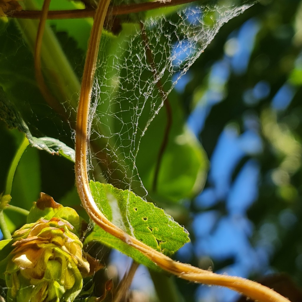 Tiny spiders make their homes in our Hops cones.