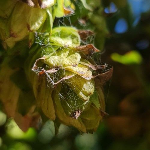   Webs can be seen in and around many cones.