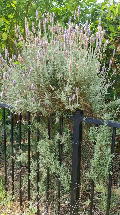 You can see where this Lavender hasn't been pruned well.