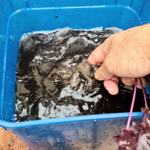 Give them another rinse.