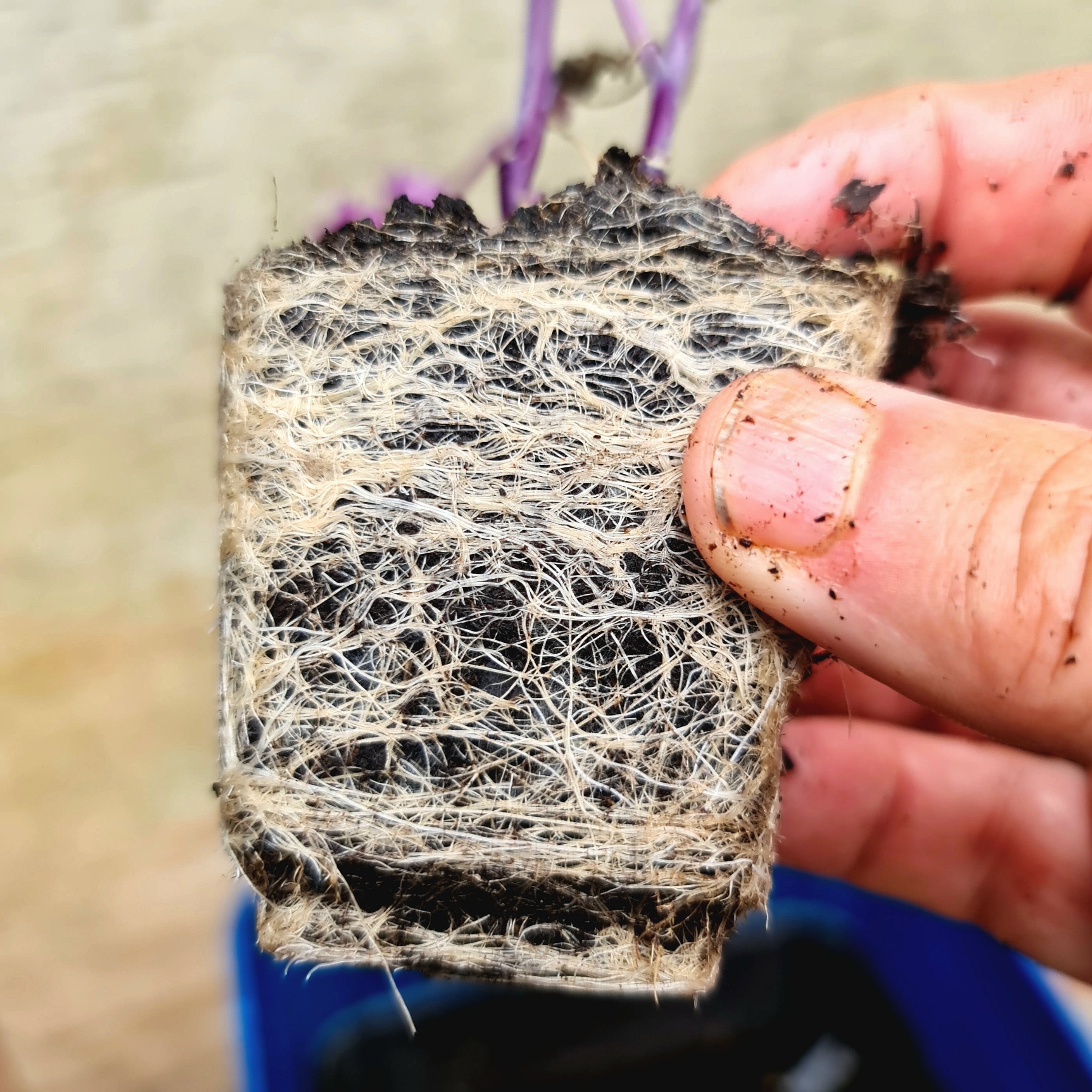 Rootbound seedlings? No problem!