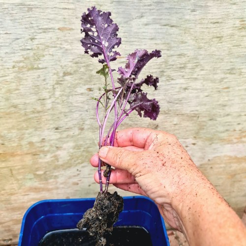 Give them a good soak and wash.