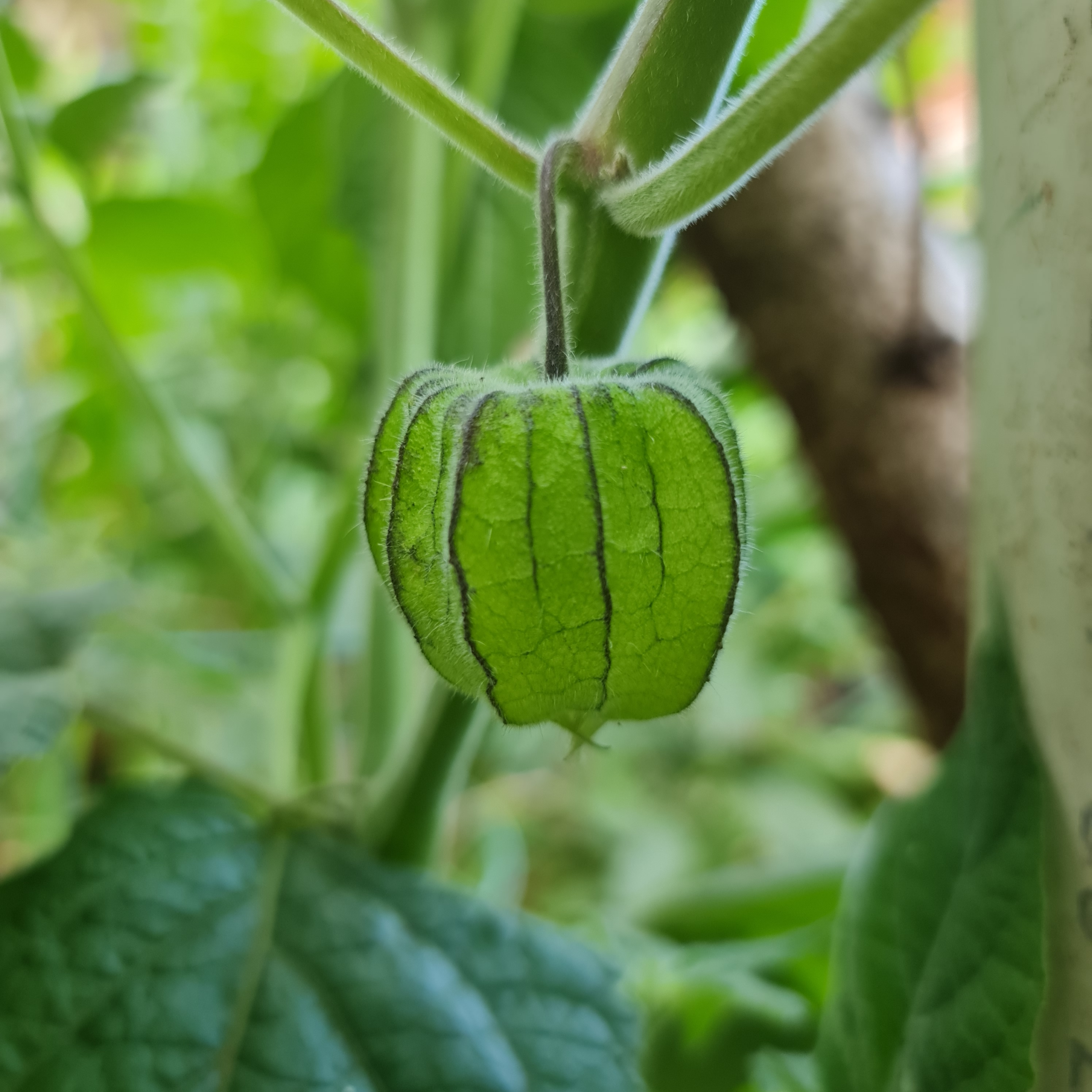 Plant spotlight #1: The story of our Cape Gooseberry (Physalis peruviana)