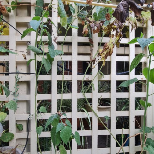 We grow ours as a perennial climber. 