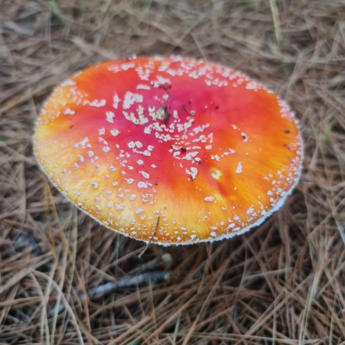 A beauty and a pain reliever too!