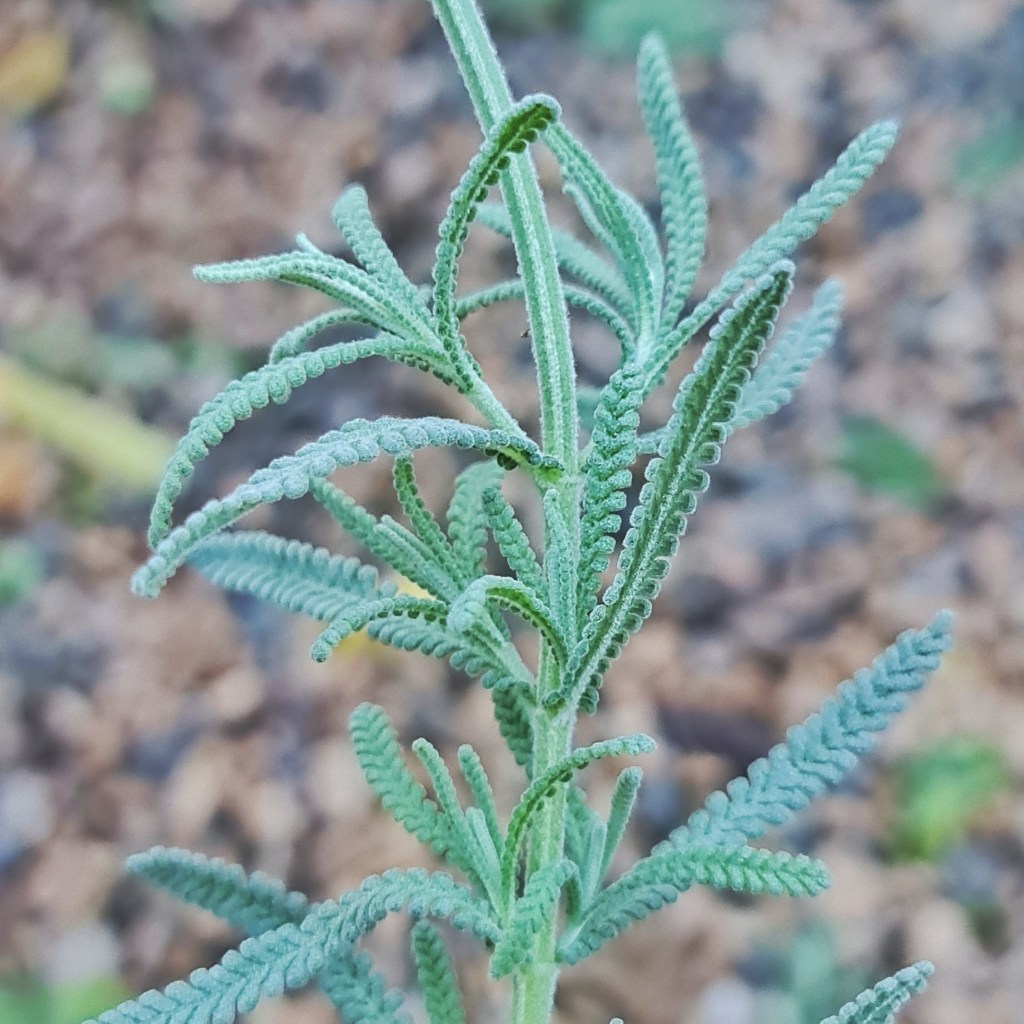Softer leaves from the end of the stem are best.