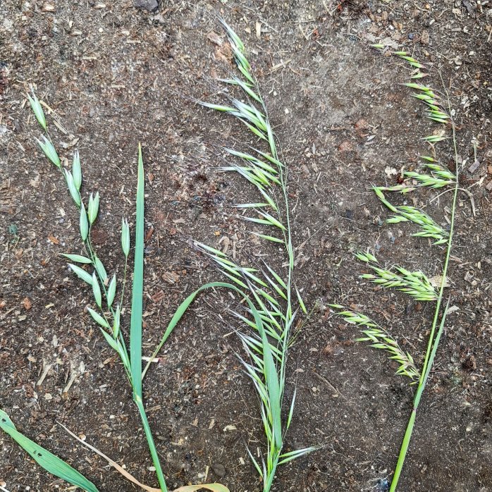 Three Oats (left to right) Cultivated Oats, Wild Oats and Common Wild Oat.