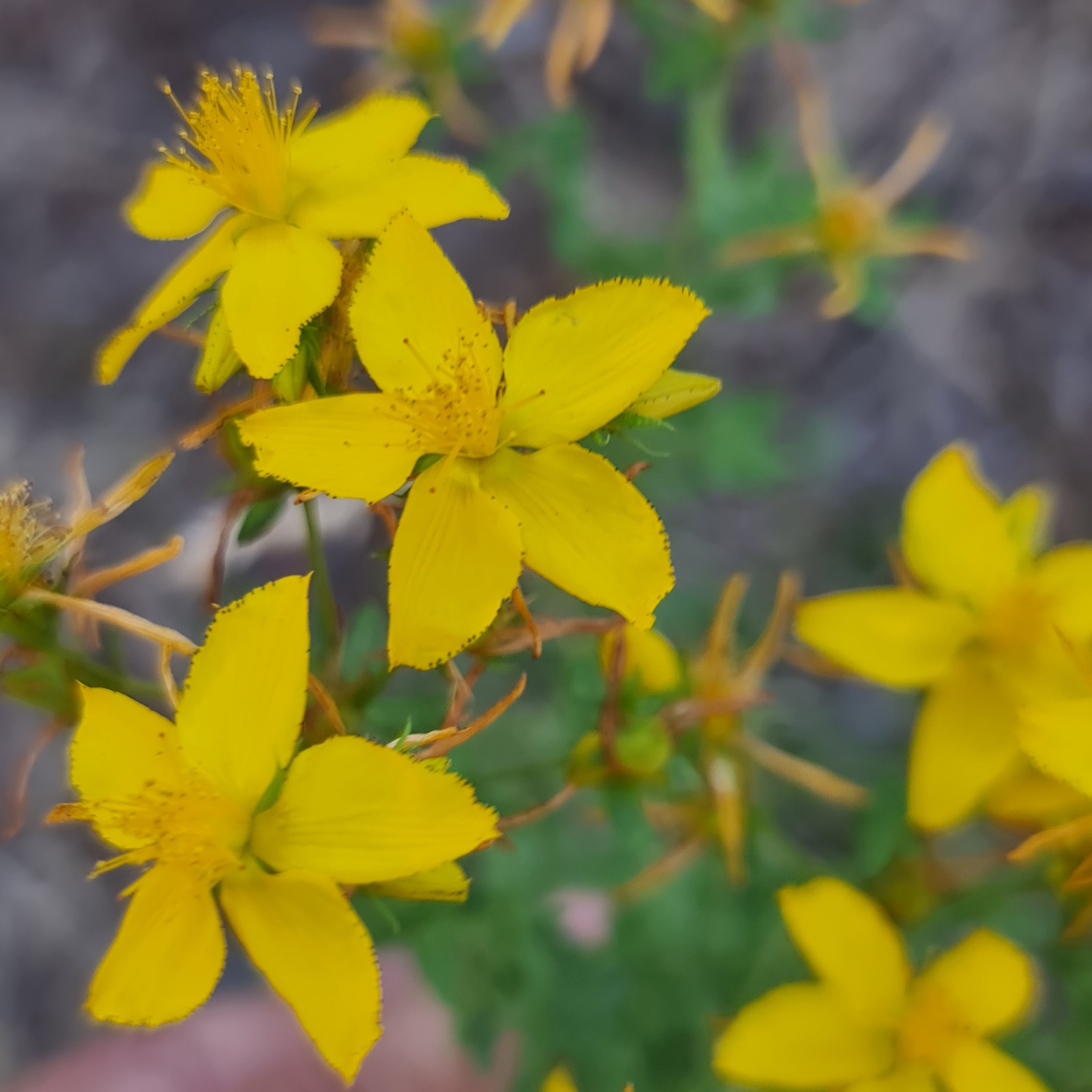 A little about St.John’s Wort