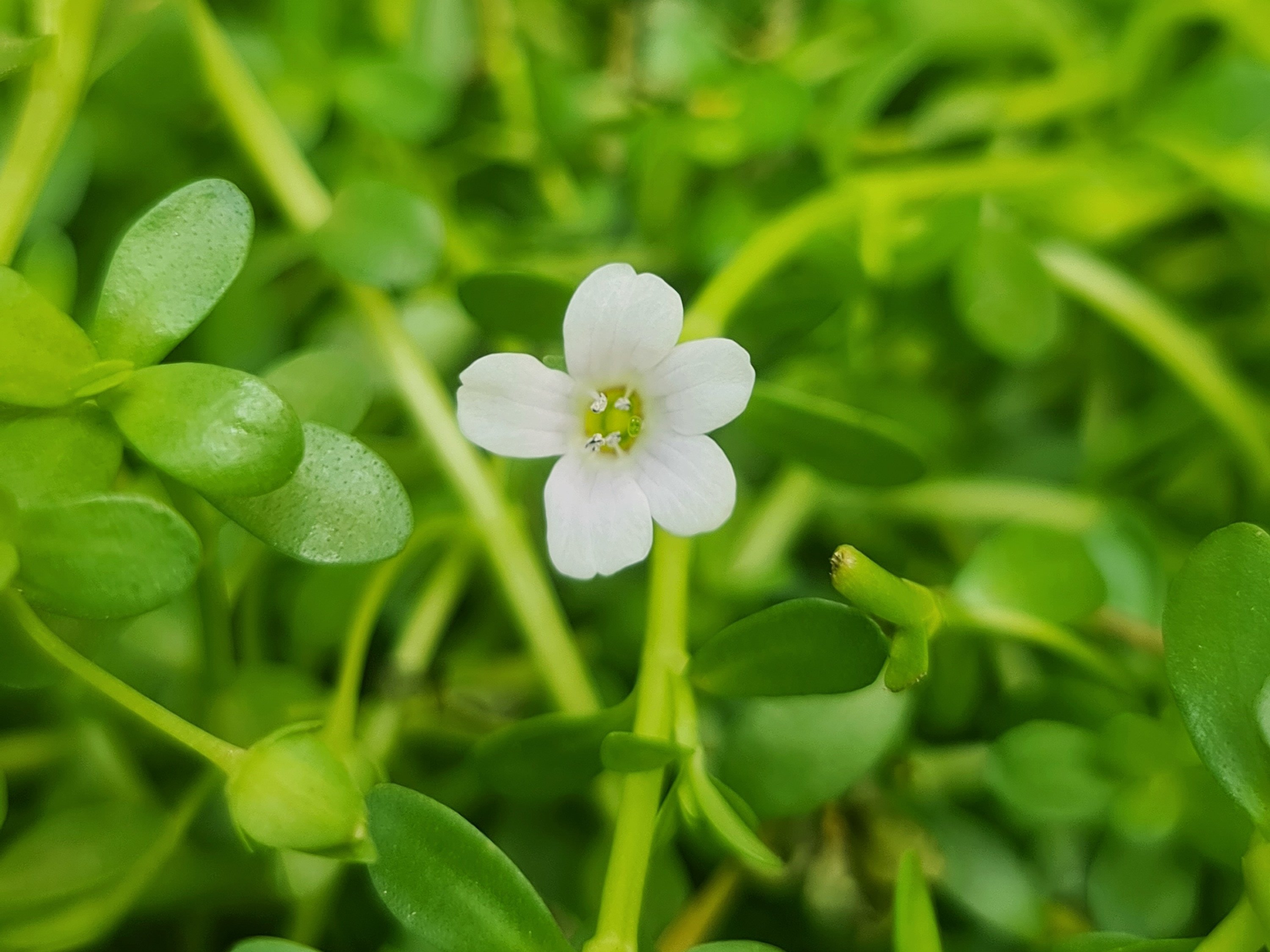 Brahmi (Bacopa monnieri)  Ligaya Garden