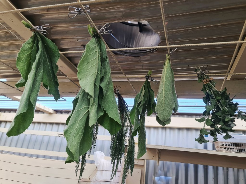 The big leaves dry well.