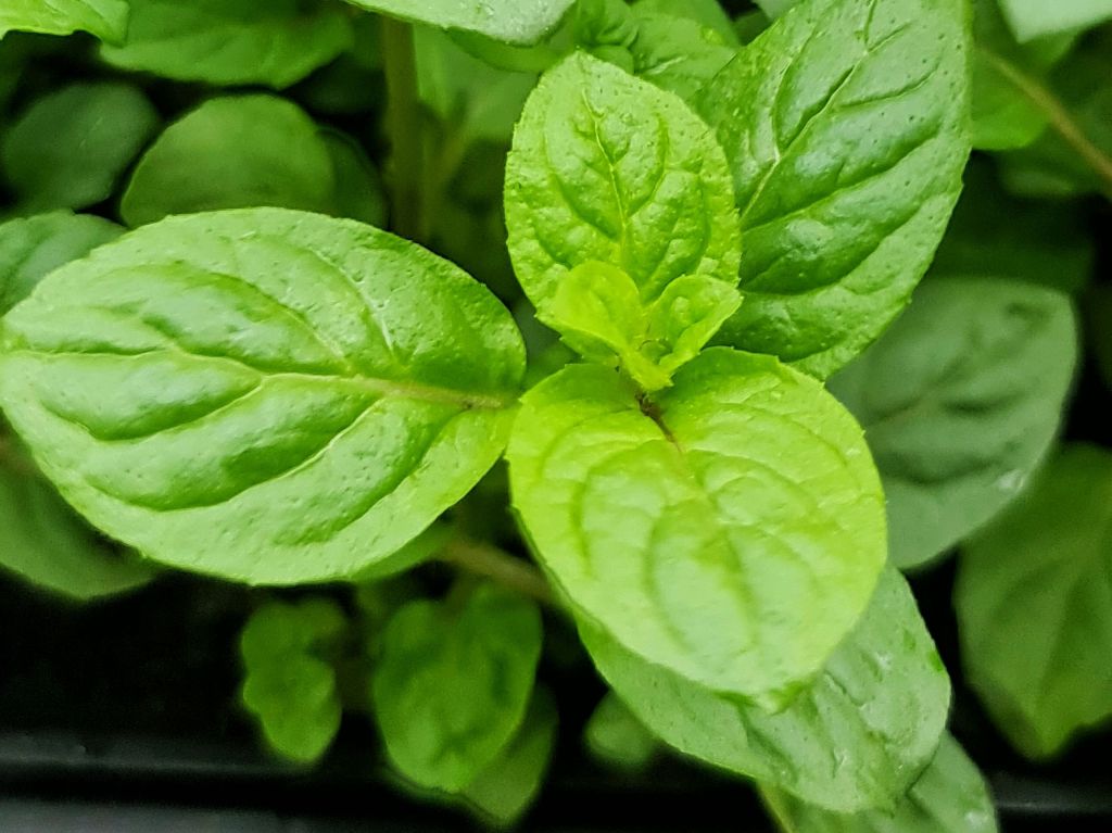 Peppermint (Mentha piperita x spicata)