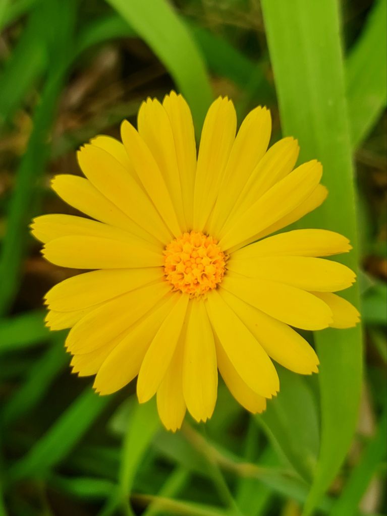 Calendula