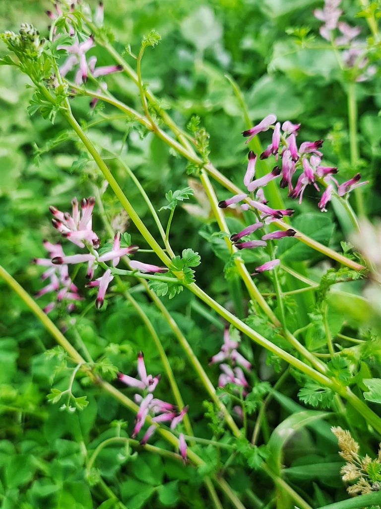 The traditional Fumitory (Fumaria officinalis).