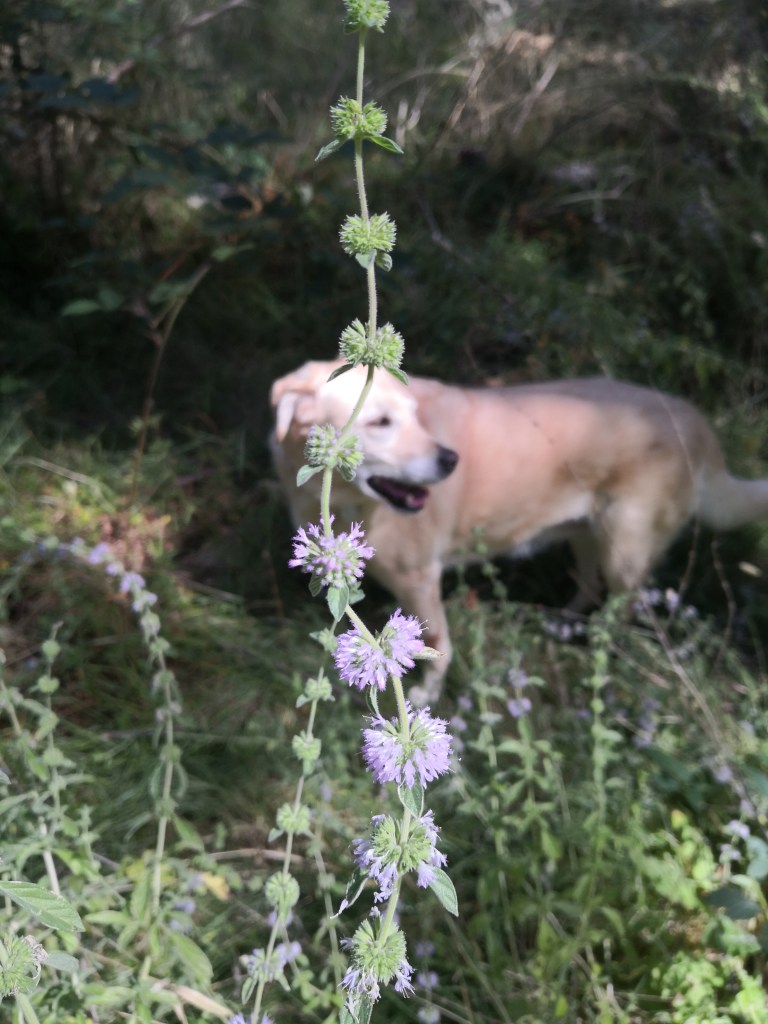 Water Mint and Athena! (Mentha aquatica et canis)