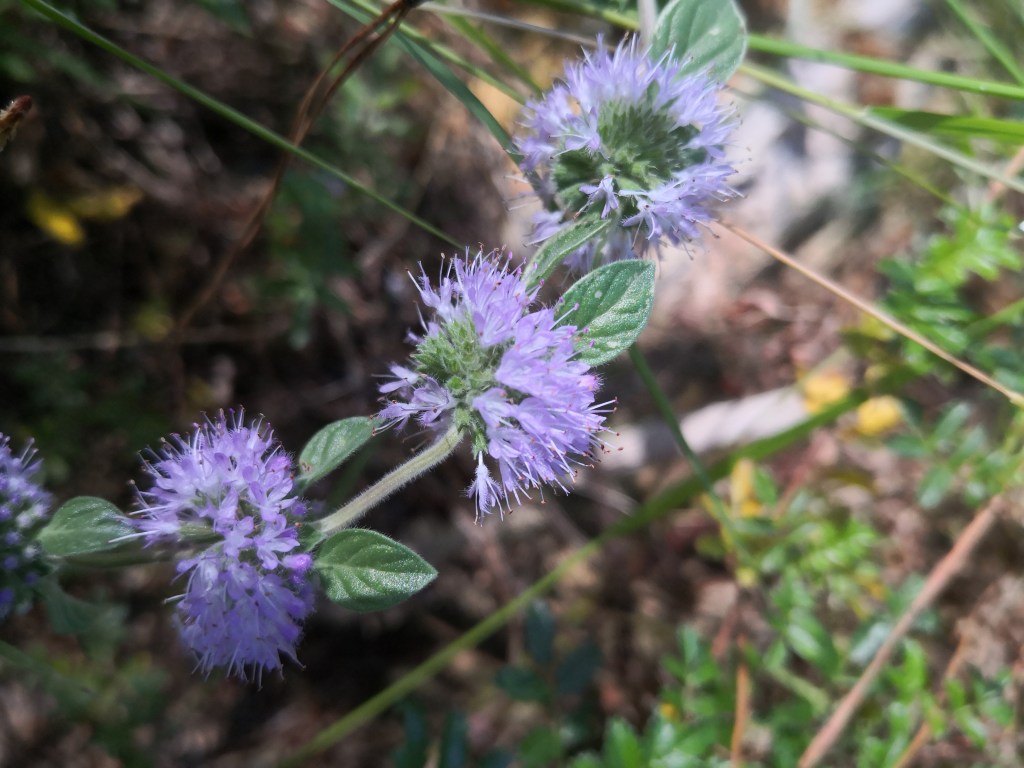 Water Mint (Mentha aquatica)