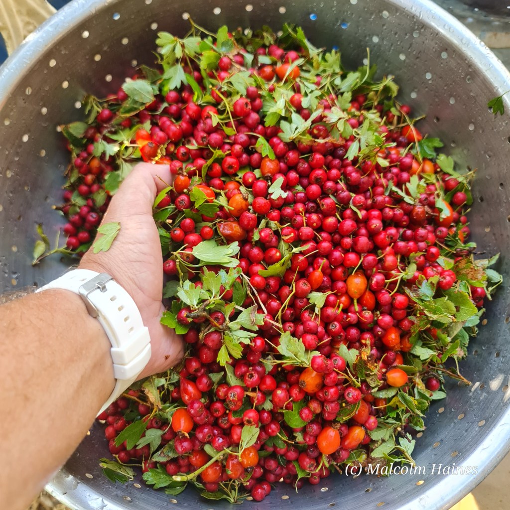 It's easy to forage plenty and there'll still be enough for the critters!