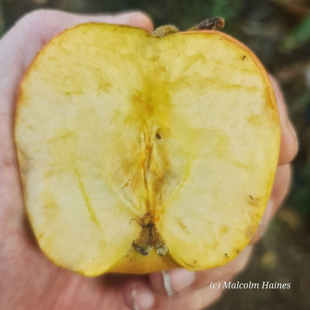 Browning is a common problem.