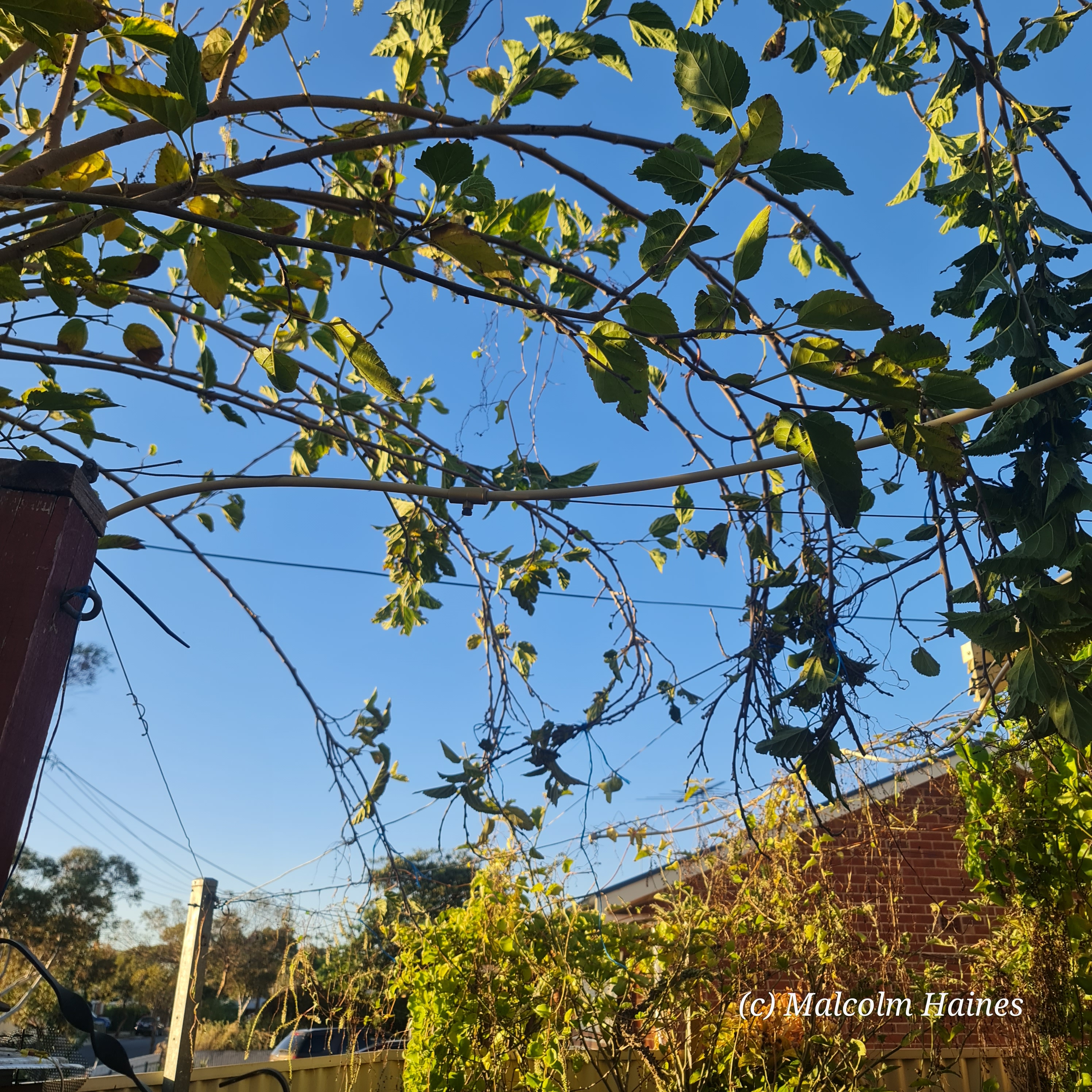 Starting the Mulberry arbor