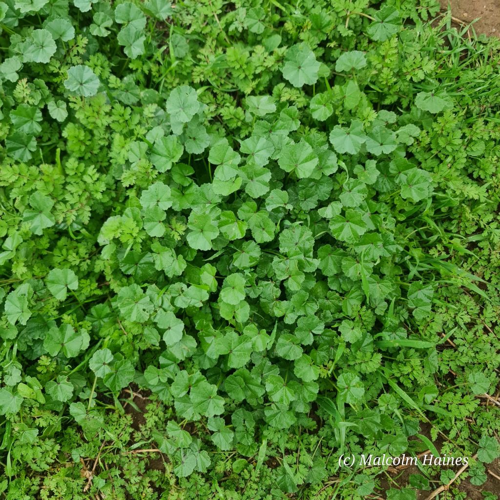 Lovely Mallows at just the right age to eat!