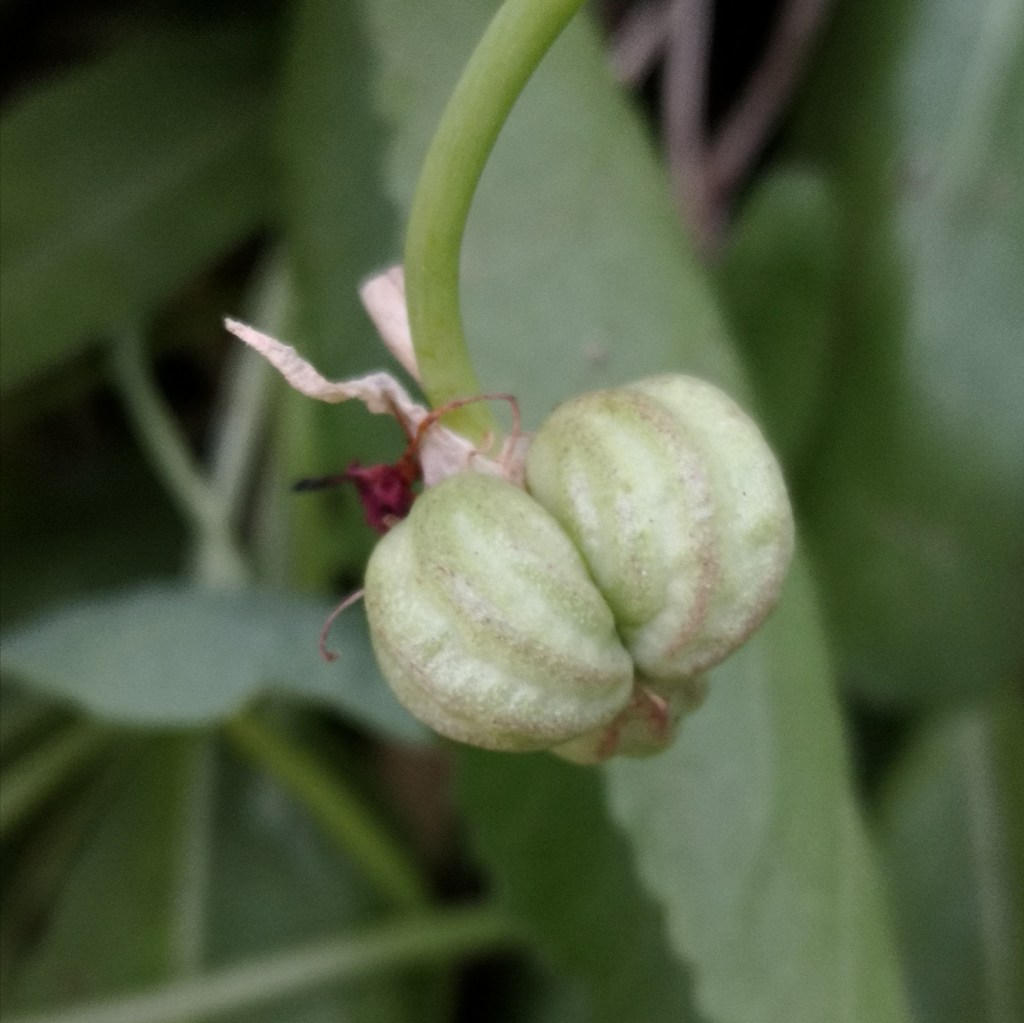 Nasturtium seed pods are hot!