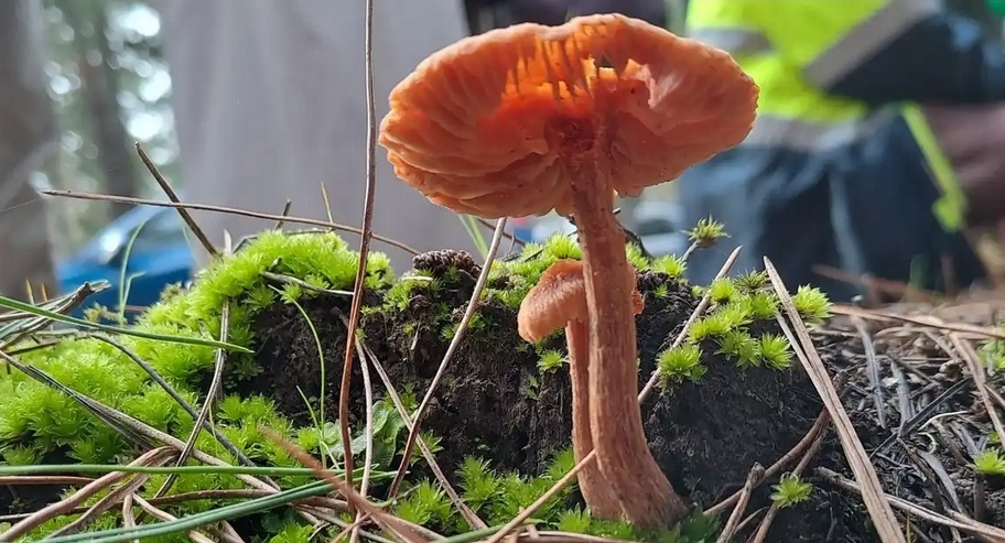 Fungal ecology at Barossa Bushgardens