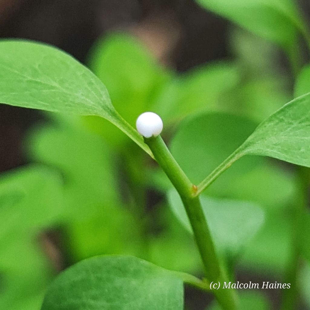 The characteristic sap that holds all the medicinal qualities.