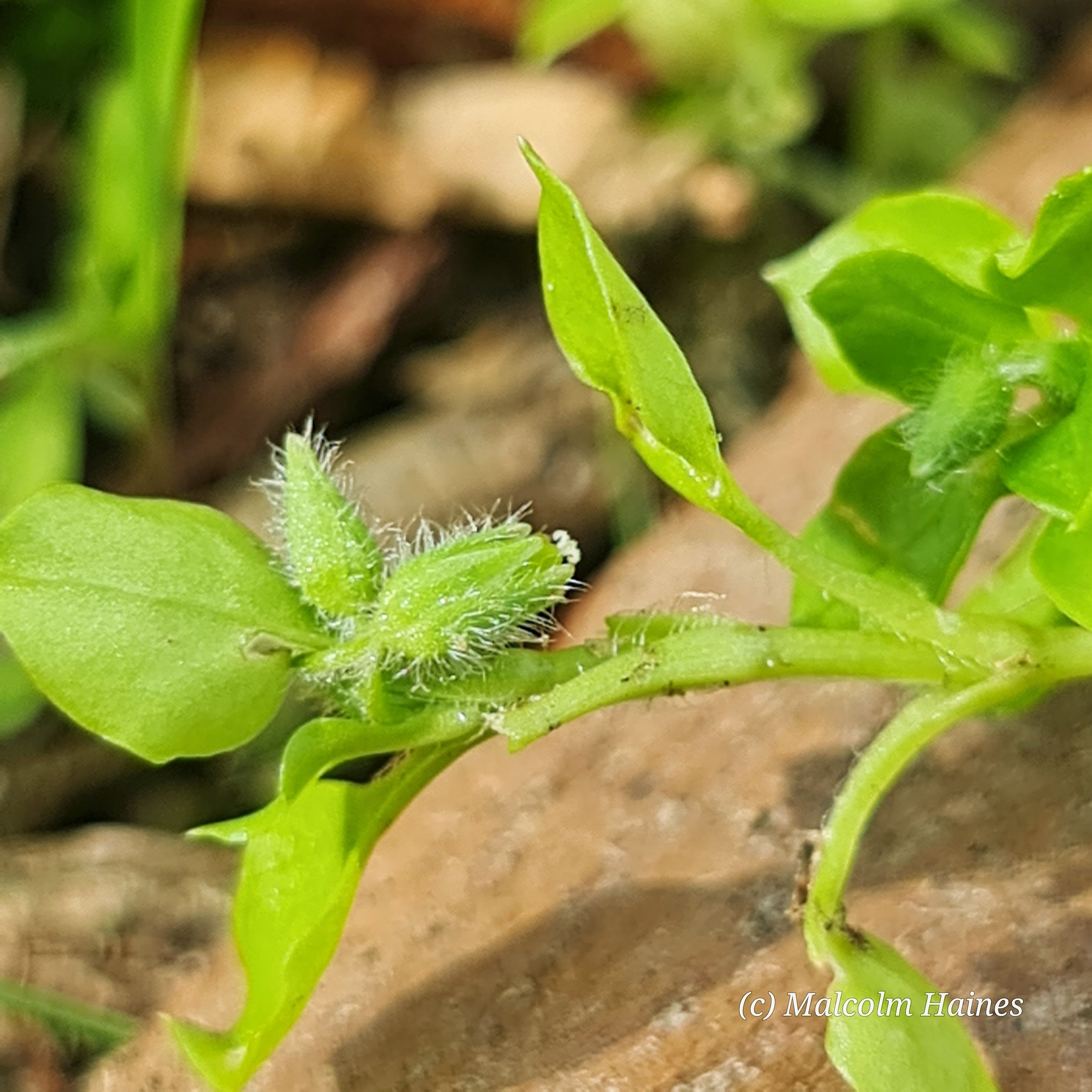 Chickweed (Stellaria media) – Ligaya Garden
