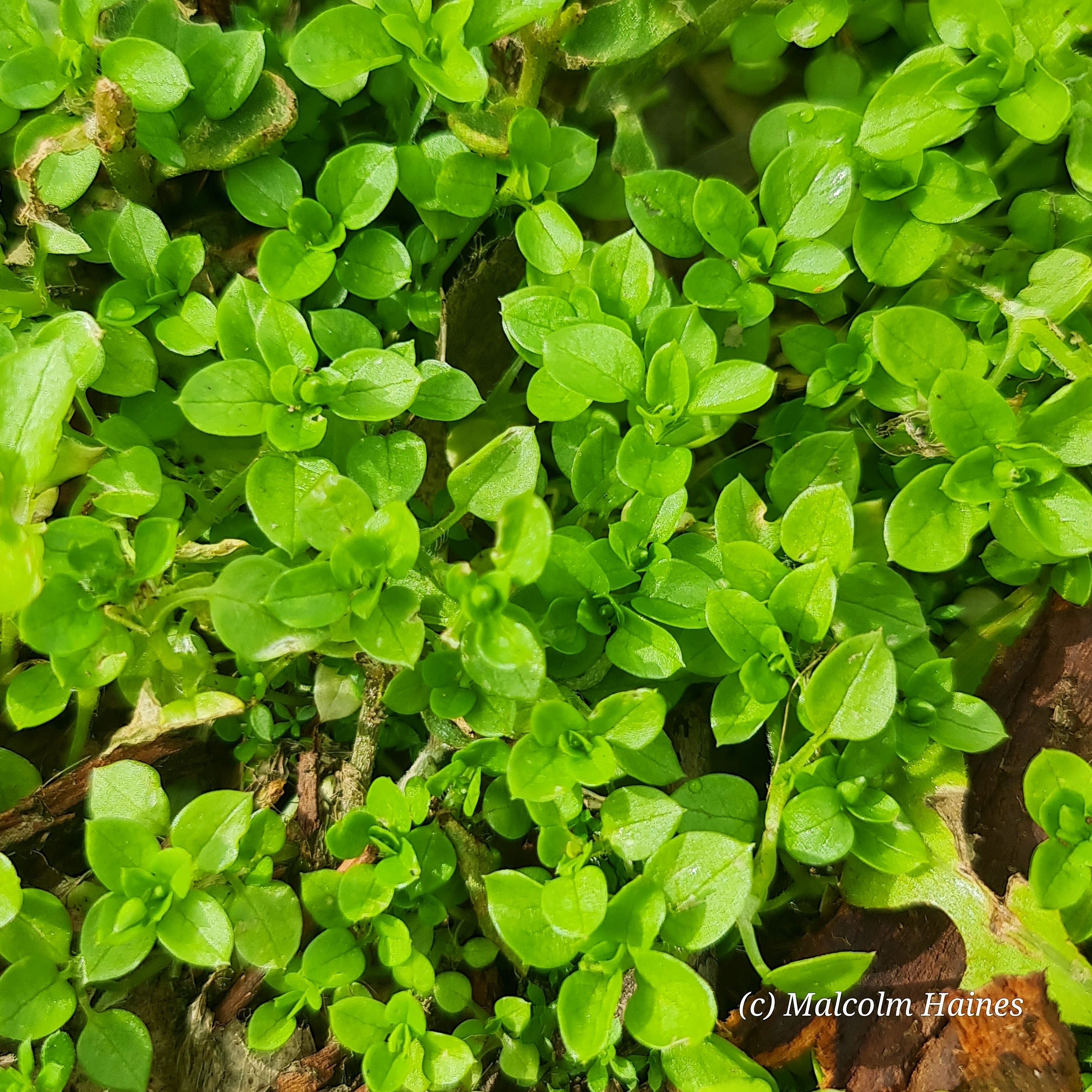 Chickweed (Stellaria media) – Ligaya Garden